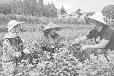 莆田坪洋村最新动态更新