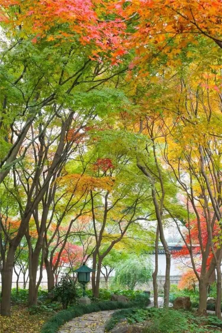 秋季盛景中的绚烂篇章，枫叶红最新消息揭秘