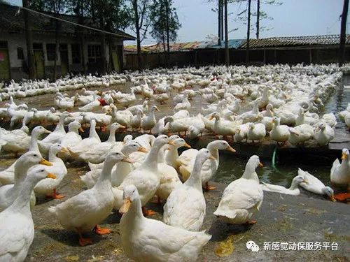 关于蛋鸭行情的预测，2025年4月的趋势分析